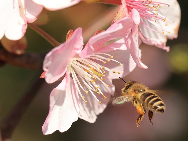 画像: 2024年【ハチミツ】【桜入り春の百花蜜】